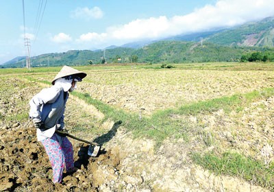 A parched field is unusual in Dai Dong Commune in Dai Loc District of Quang Nam Province (Photo: SGGP) A parched field is unusual in Dai Dong Commune in Dai Loc District of Quang Nam Province (Photo: SGGP)